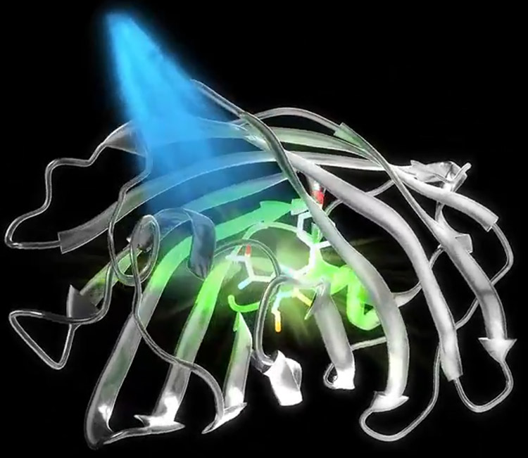 Directionality of light absorption and emission in representative fluorescent proteins